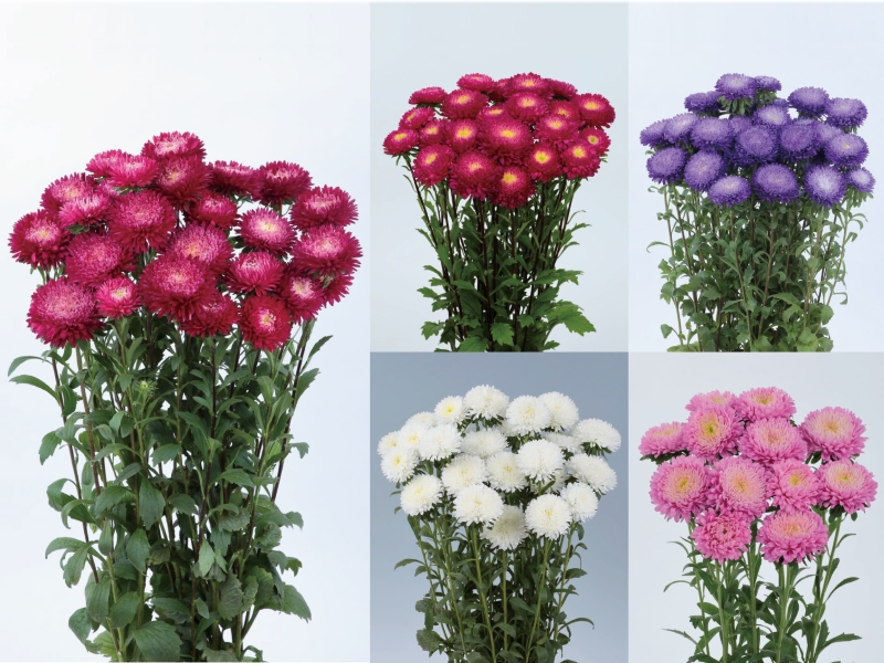 サカタのタネ、アスター『あずみXL』シリーズの種子発売 | ニュース