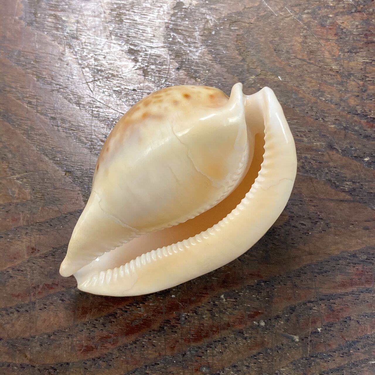 自然・標本 :: 標本 :: ウスアカネダカラApricot-Coloured Cowry 84mm
