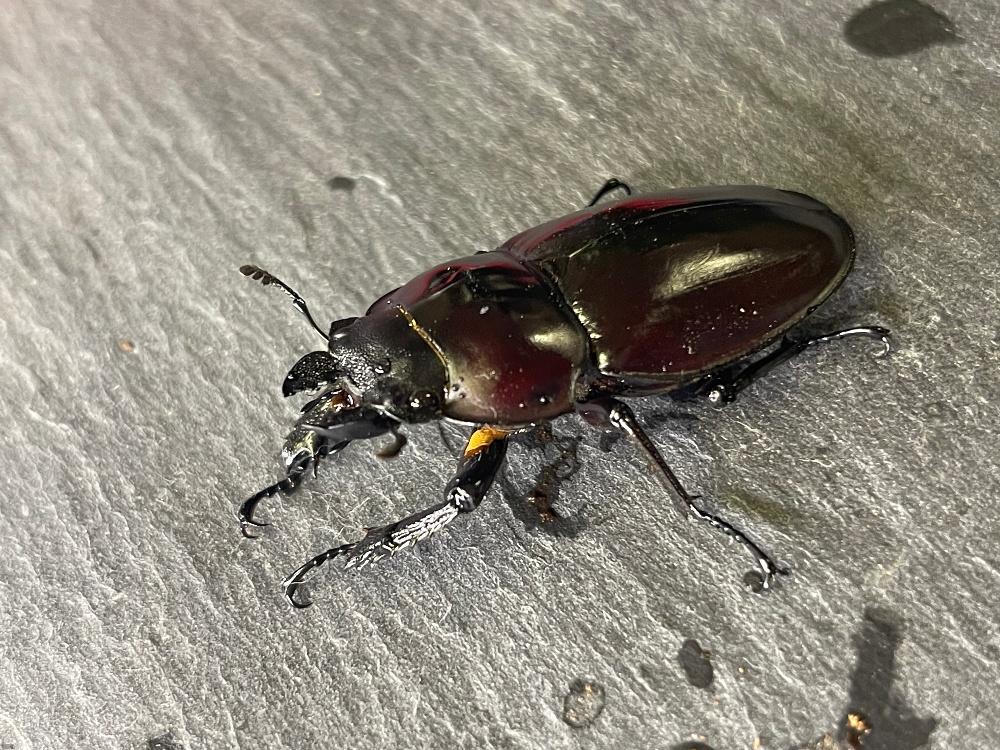 マルバネクワガタ | 昆虫Shop 樹液酒場