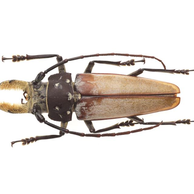 昆虫標本 – 昆虫（超高精細画像）個人蔵 サンプル