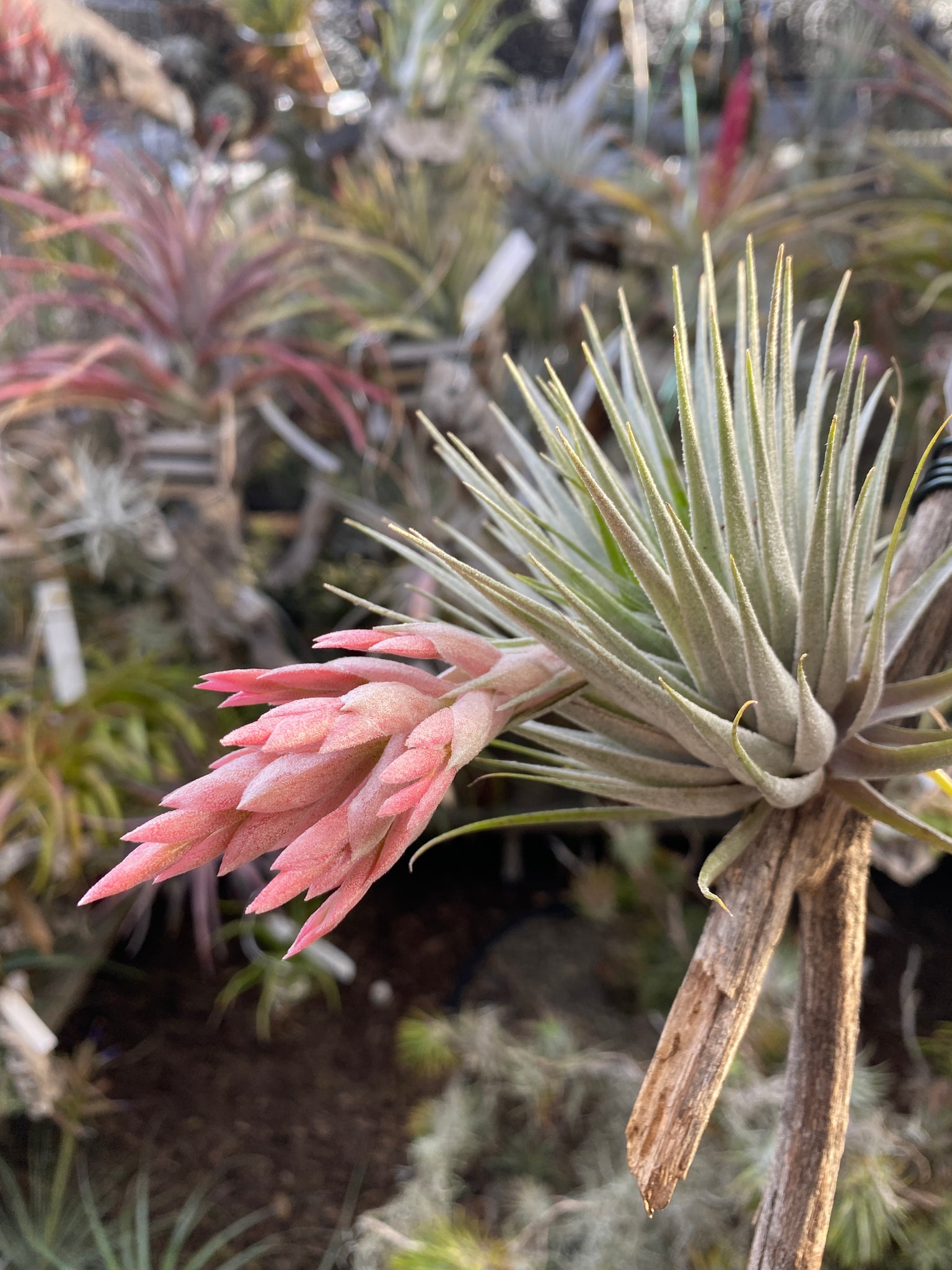 Tillandsia roseiflora x Tillandsia chapeuensis – Cuffel Farms