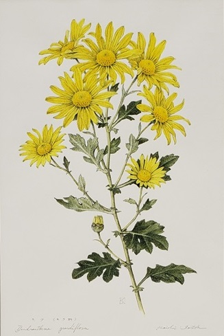 ボタニカルアート 植物画入門篇｜熊谷カルチャーセンター｜イオン熊谷