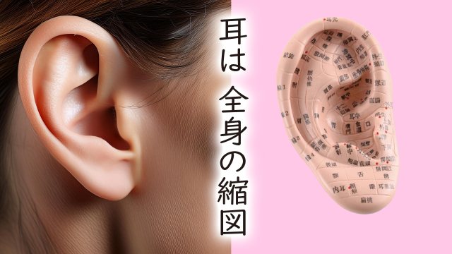 耳つぼを知る」～耳つぼジュエリー・セラピスト～ 1日講座のご案内