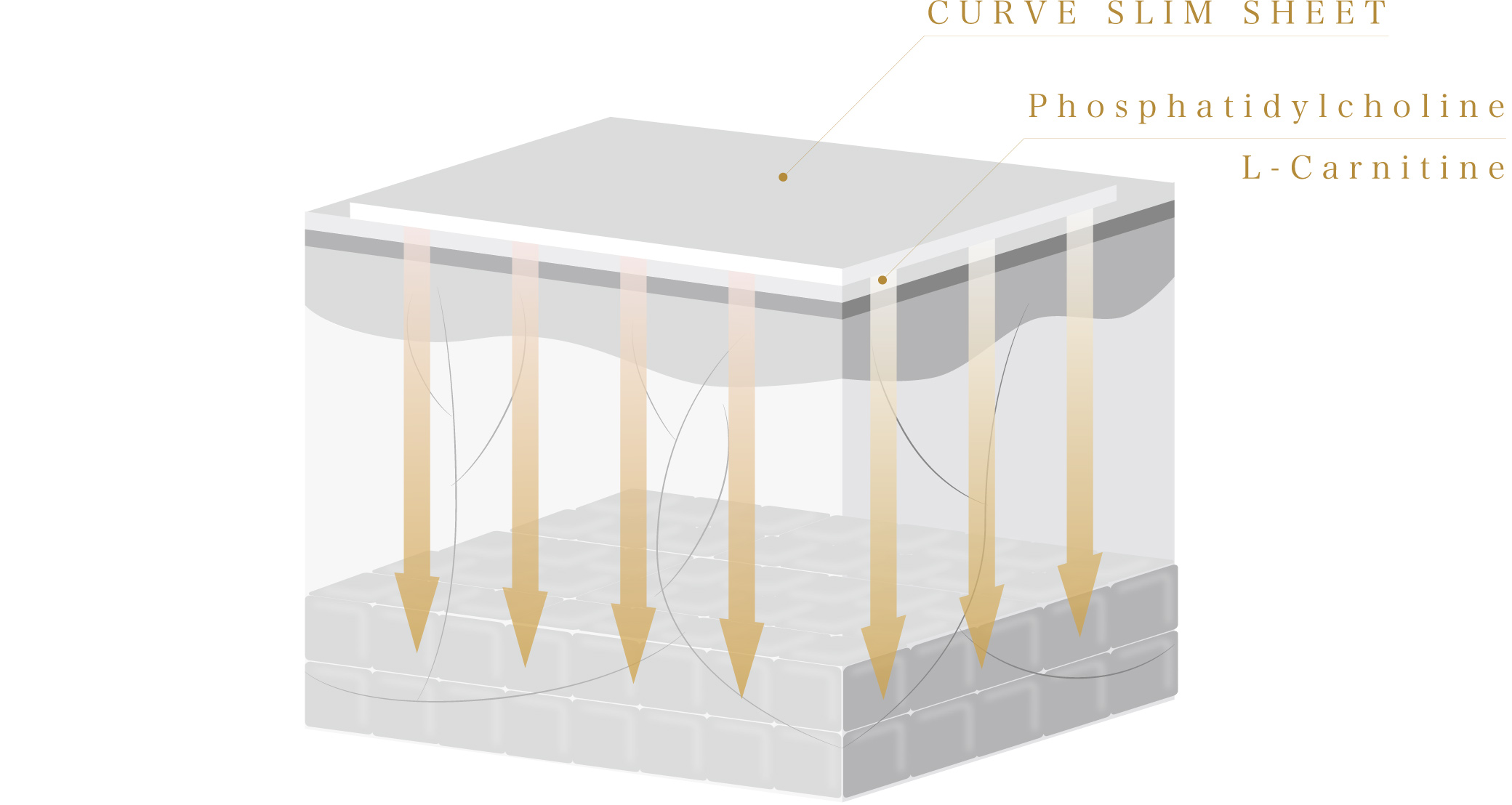 CURVE SLIM SHEET - カーブシート｜ユニッシュ