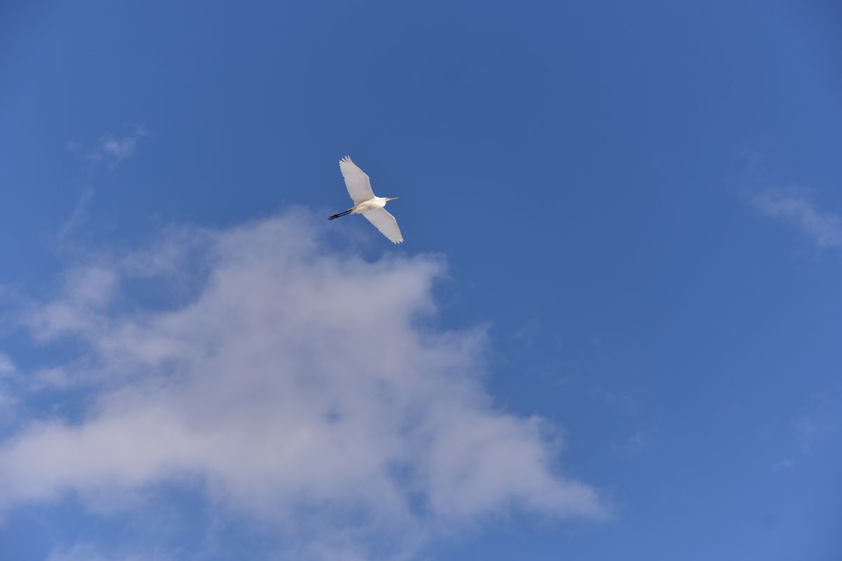 青空に白い鳥 | GANREF