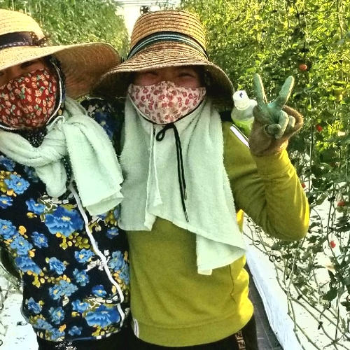 あま旨とまと【暁】1kg | 野菜/トマト 産直アウル 農家から直接野菜