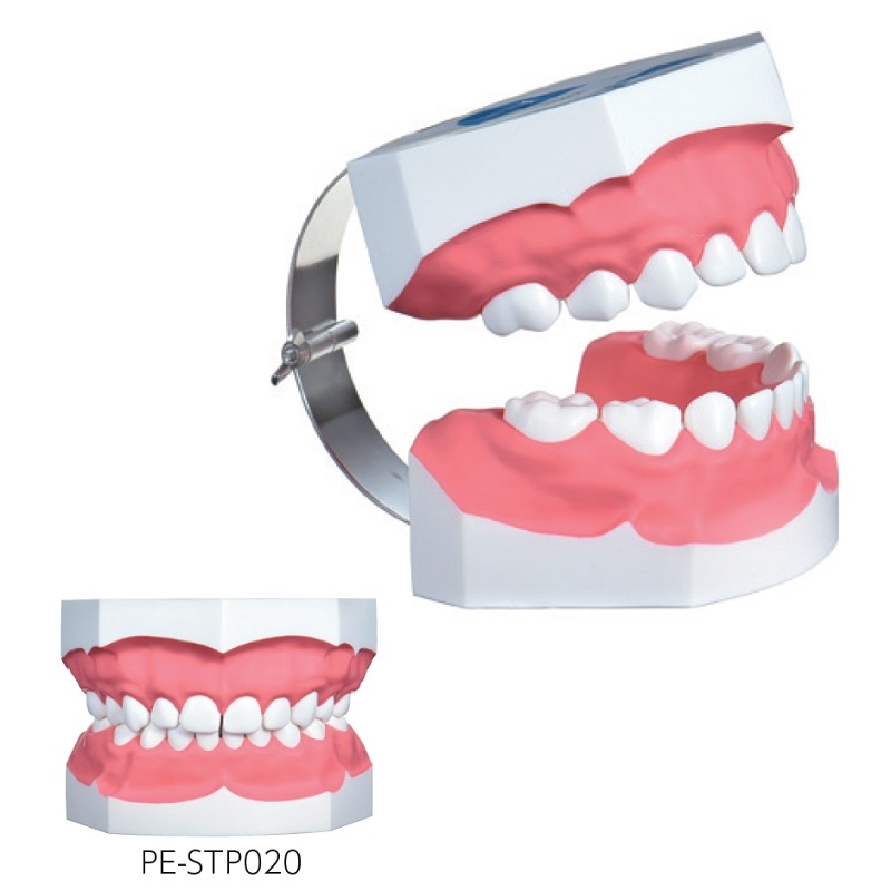 歯磨き指導 顎模型 PE-STP020の通販 | Ciモール | Ciモール