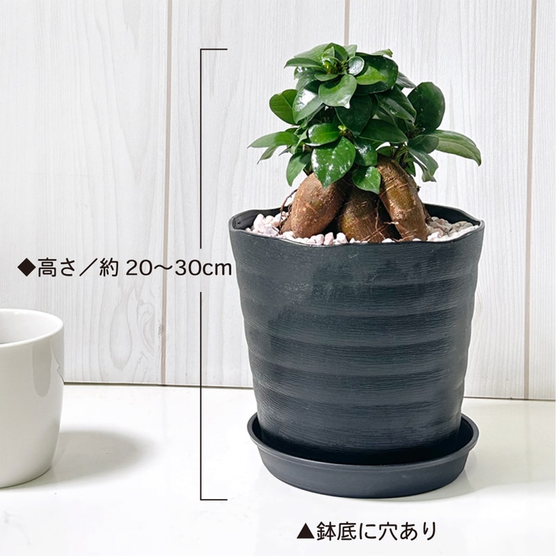 ガジュマル 5号 黒セラアート鉢 ピンク石｜郵便局のネットショップ