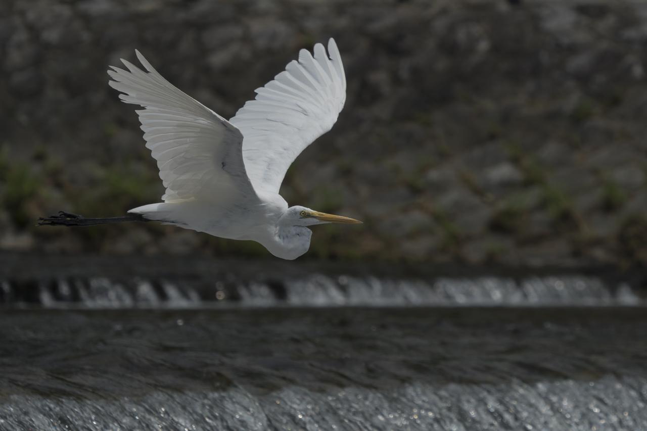 ソニーα6500､FE 70-300mm F4.5-5.6 G OSS で､写真家・山田芳文が軽快に