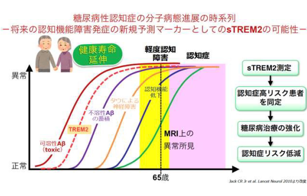 糖尿病性認知症、早期診断用の血中バイオマーカー候補を発見－京都医療