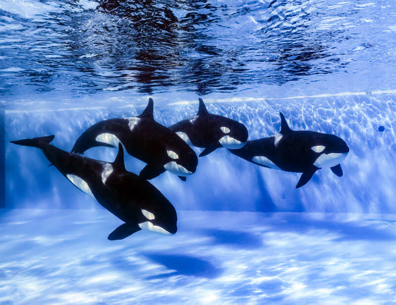 鴨川シーワールドで開業記念日が半額に 大人気イベントの復活も | いこ