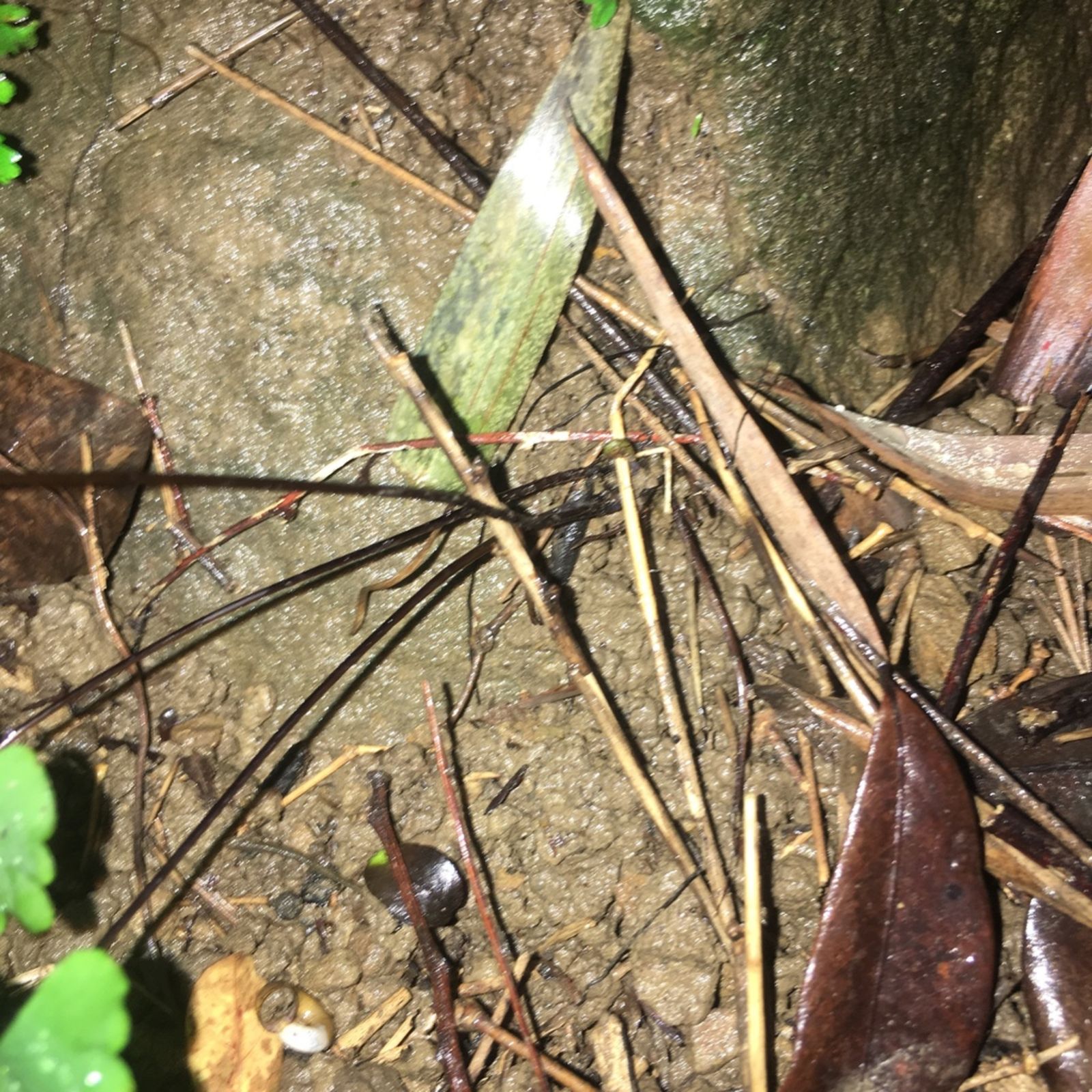 Haplopteris heterophylla C.W.Chen, Y.H.Chang & Yea C.Liu | Plants