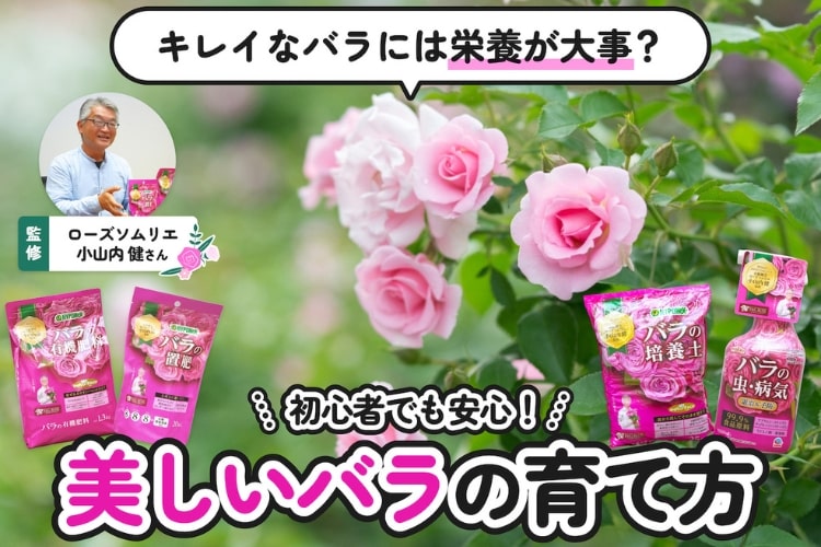 ローズ革命】カンタンお手入れでバラはもっと咲く！ プロが教えるバラ