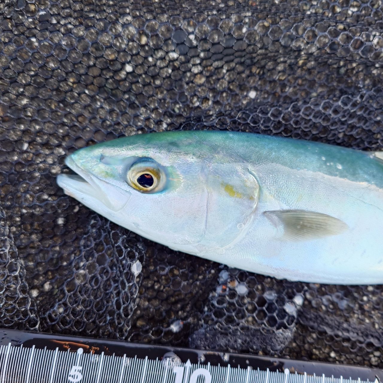 DAIWA 21ラブラックス AGS 100Mの最安値・インプレ・釣果 | 本音の