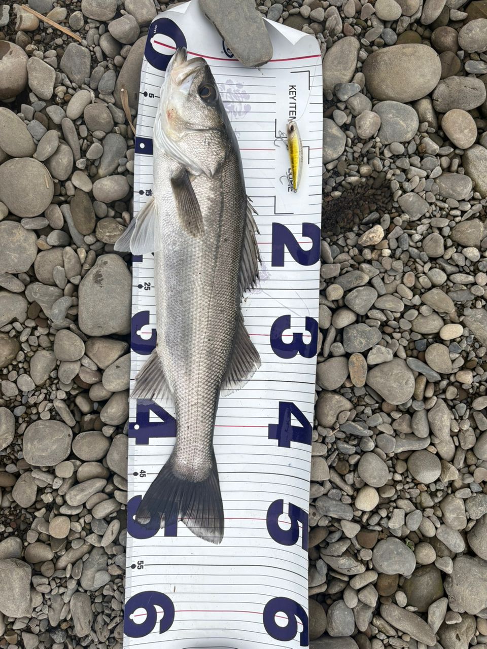 BlueBlue バルバル BALBAL99 Jerking Editionの最安値・インプレ・釣果