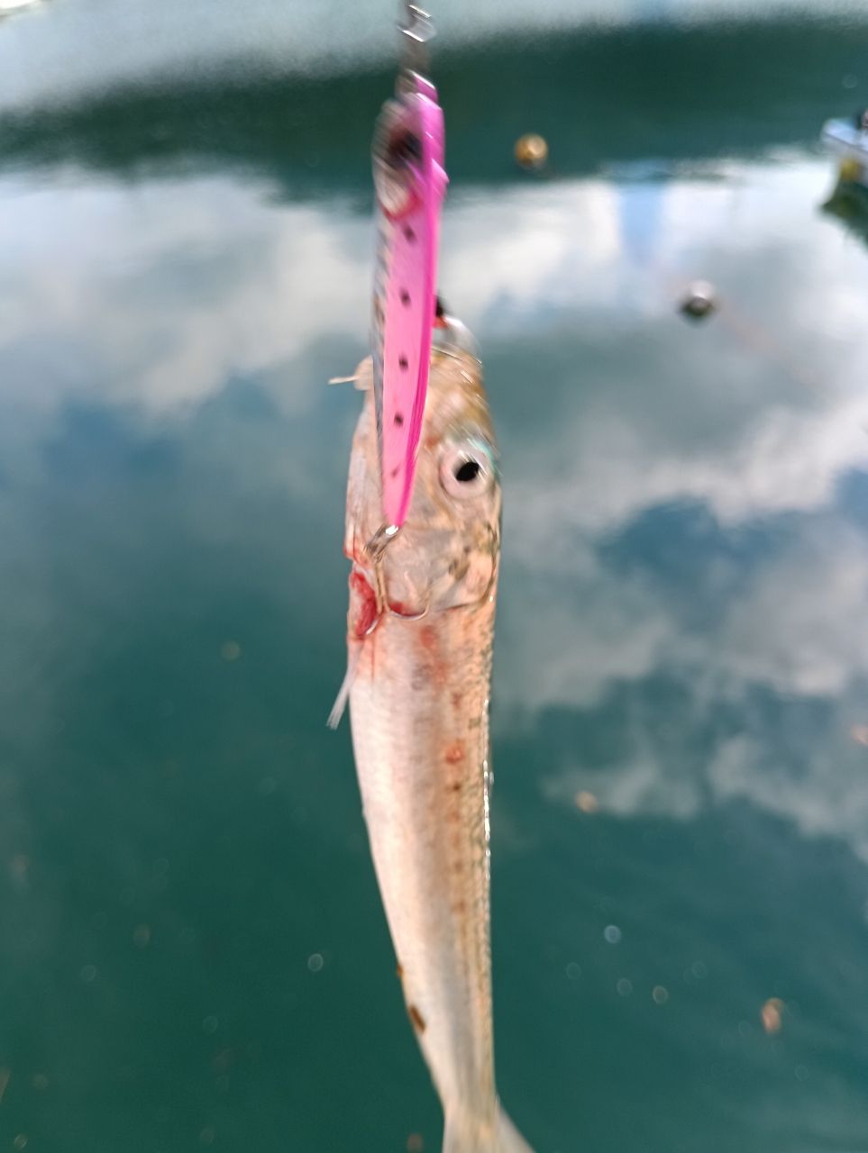 DAIWA 11リバティクラブ シーバス 96MLの最安値・インプレ・釣果