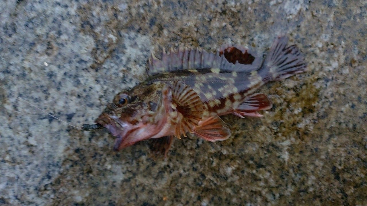 tailwalk マイクロショアジギング SSD 89の最安値・インプレ・釣果