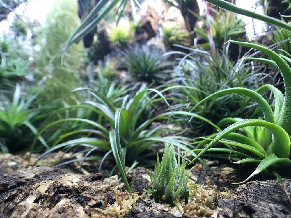 Tillandsia sprengeliana Coastal Form｜🍀GreenSnap（グリーンスナップ）