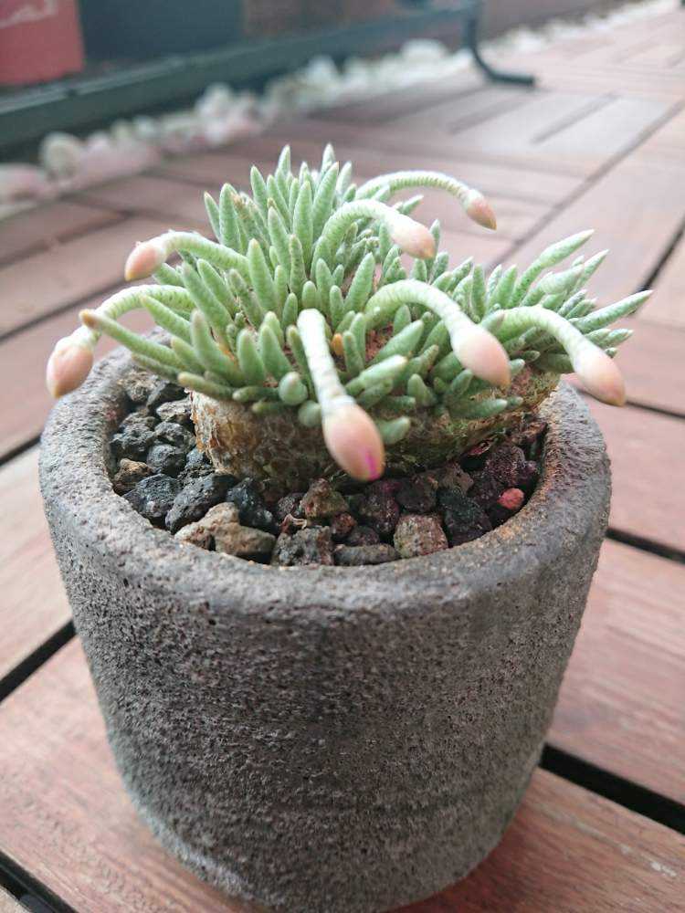 アボニアクイナリアアルストニー(赤花)｜🍀GreenSnap（グリーンスナップ）