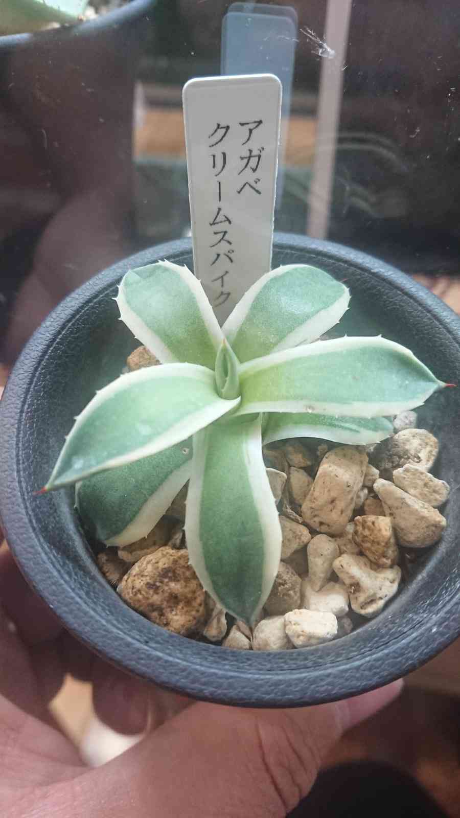 Agave applanata 'Cream Spike' アガベ クリームスパイク成長記録