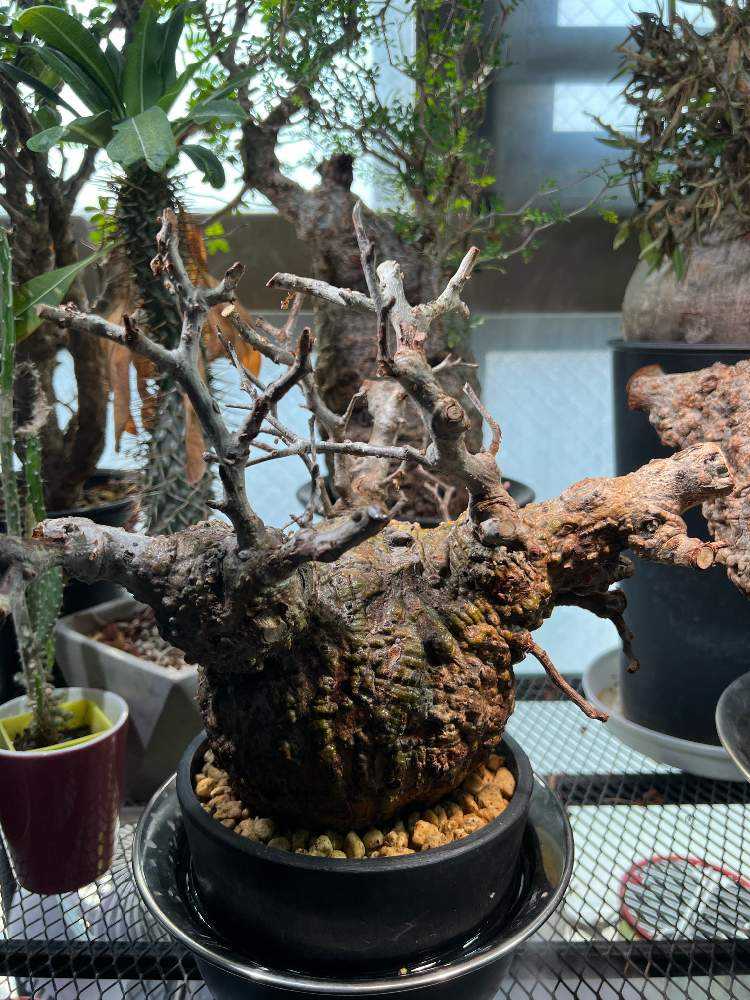 パキプス発根管理｜🍀GreenSnap（グリーンスナップ）