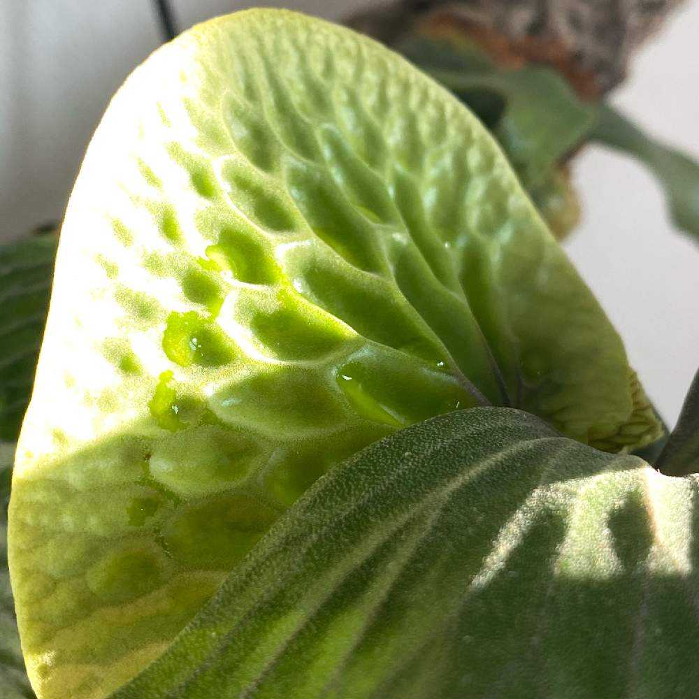 P. madagascariense ➀ 成長記録 2025.2.13｜🍀GreenSnap（グリーン