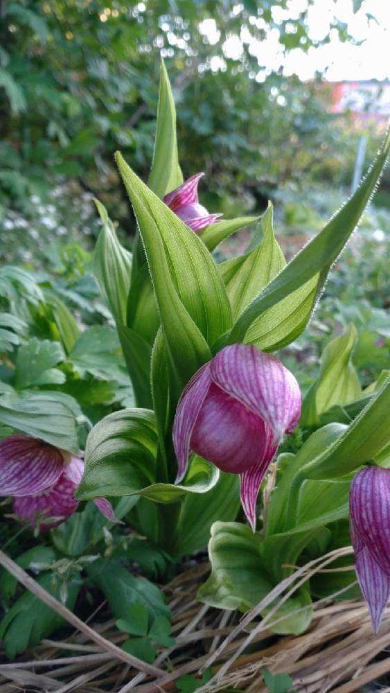 山野草 苗 台湾クマガイソウ 花芽1葉芽1 NO6 台湾クマガイソウ 花1