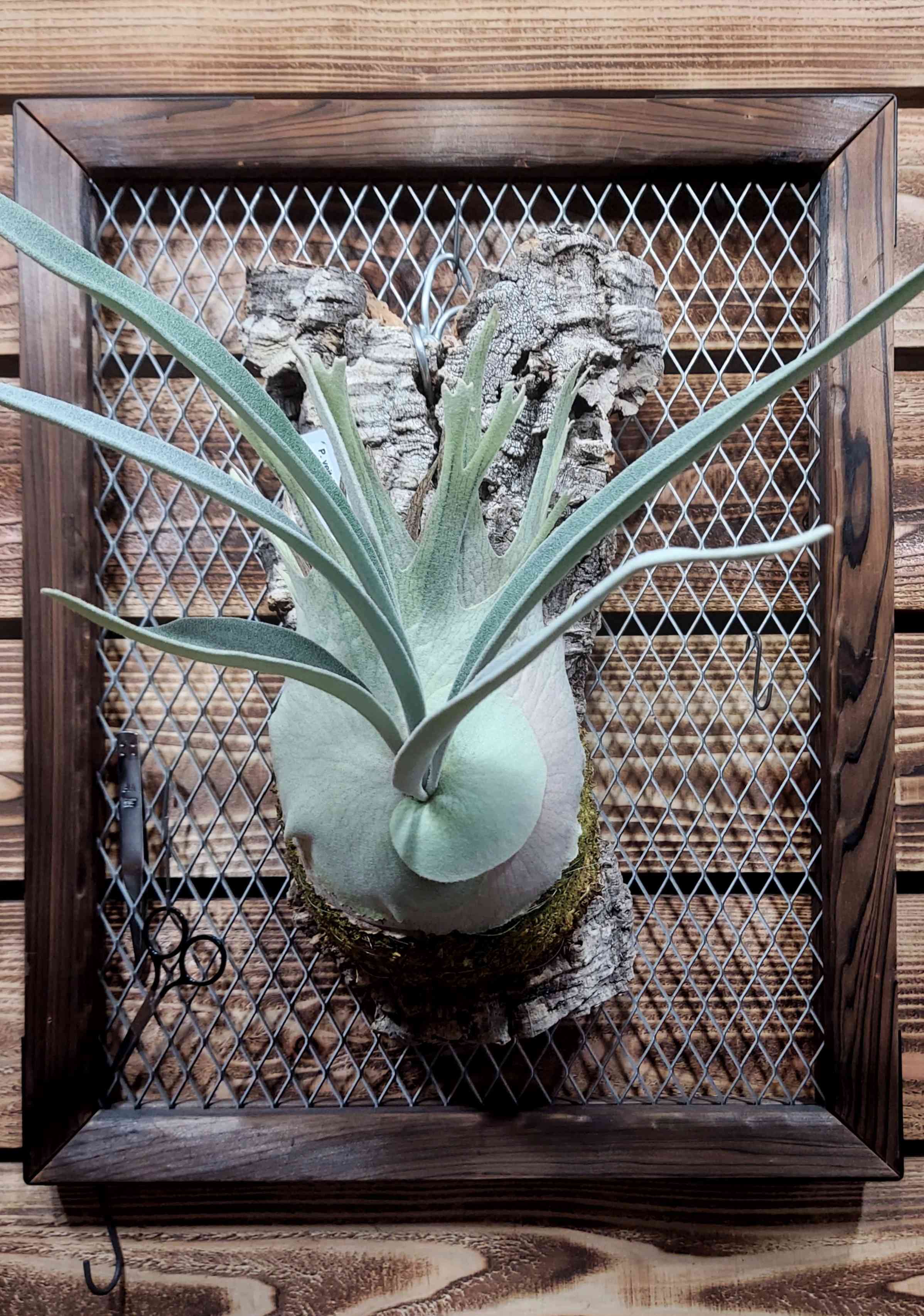 P. veitchii 'Auburn River' 成長記録｜🍀GreenSnap（グリーンスナップ）