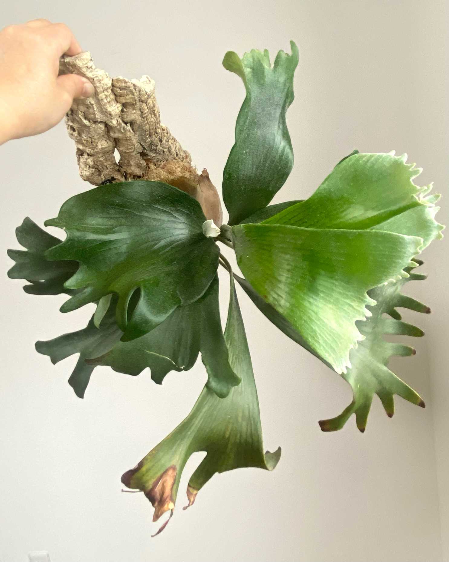 ビカクシダ kin-norn spore thick leaf#2 pup kin-norn spore thick