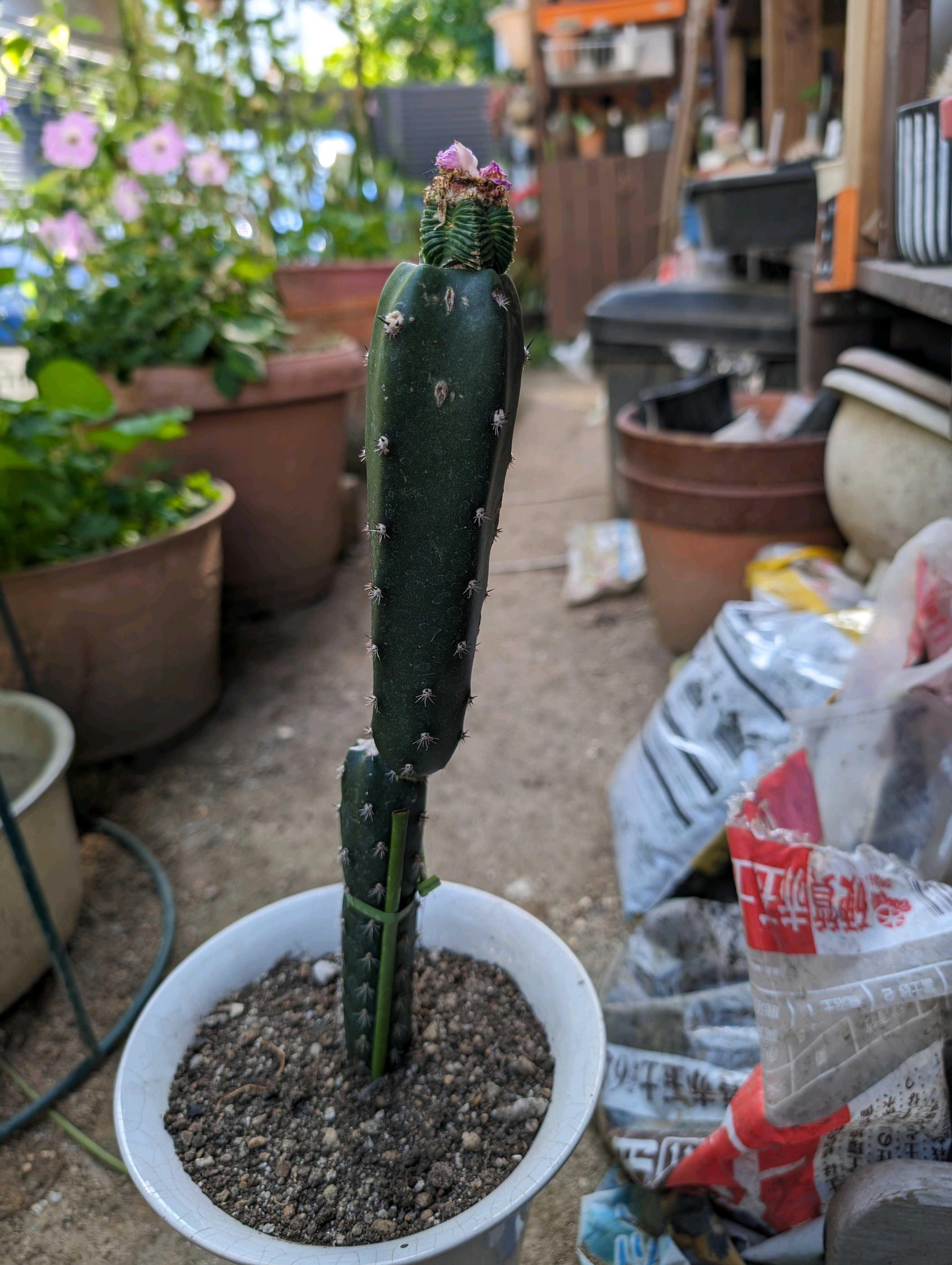 サボテンの接ぎ木を初めてやってみた｜🍀GreenSnap（グリーンスナップ）