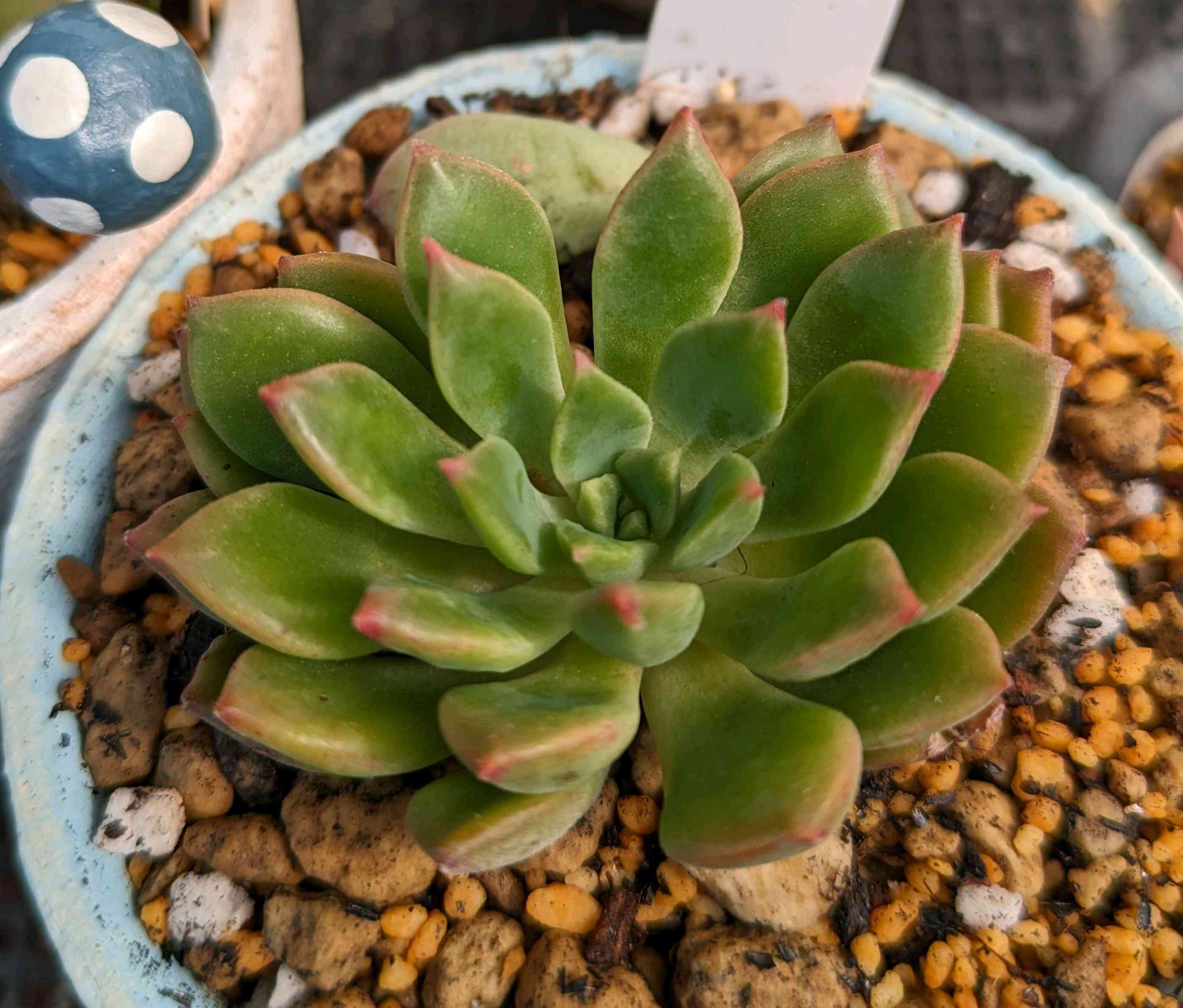 196b🌹🌹エメラルドリップ エメラルドリップル｜🍀GreenSnap（グリーン