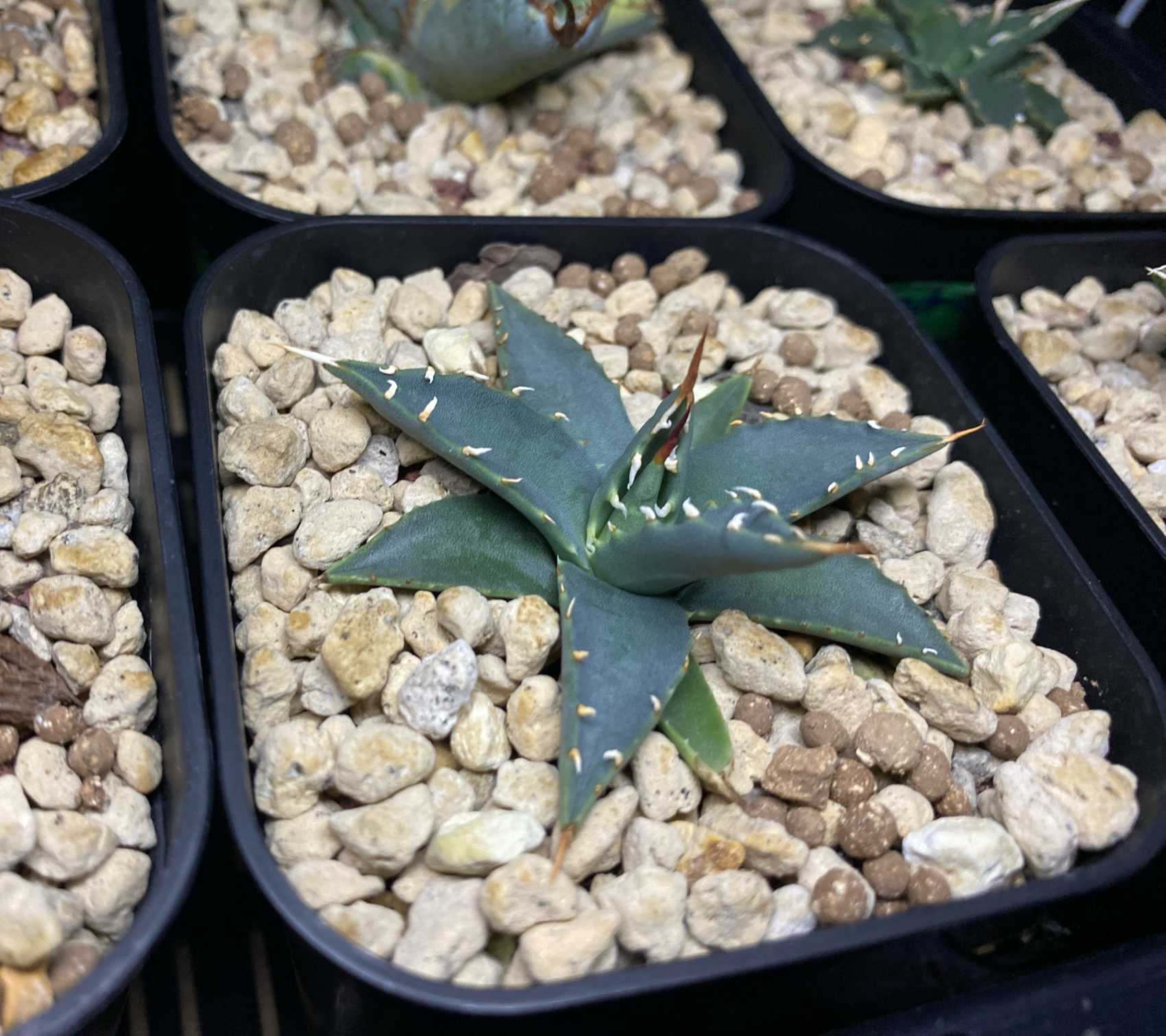 アガベ エボリスピナ 実生 育成記録｜🍀GreenSnap（グリーンスナップ）