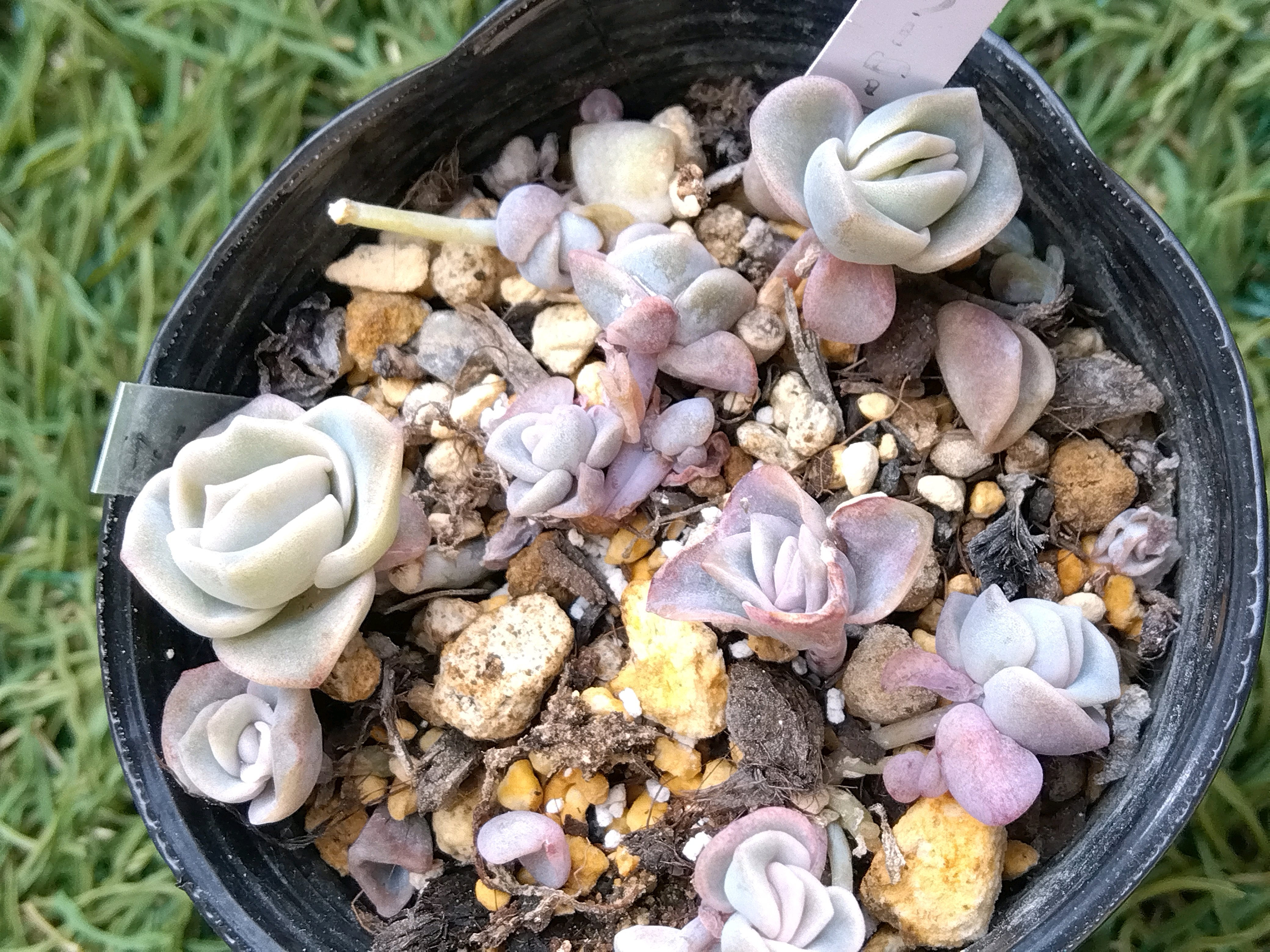 ラブリーローズの記録｜🍀GreenSnap（グリーンスナップ）