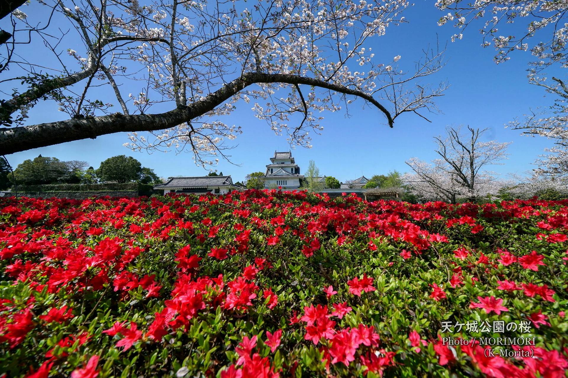 宮崎市 高岡町 天ケ城公園の桜 満開（桜1200本・ツツジ5万本） | 日々
