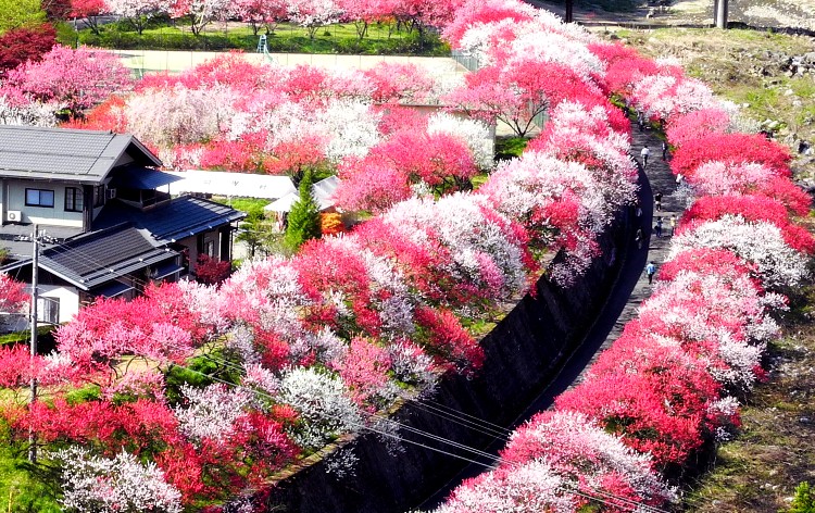 新宿発】阿智村を彩る春の絶景グラデーション♪赤・白・ピンクの「花桃