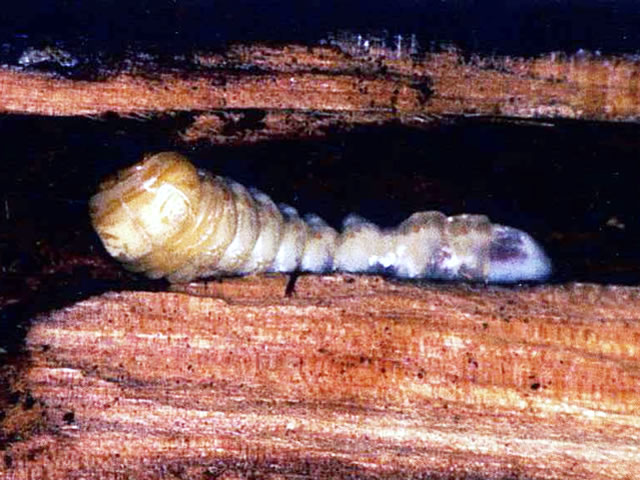 森林生物データベース