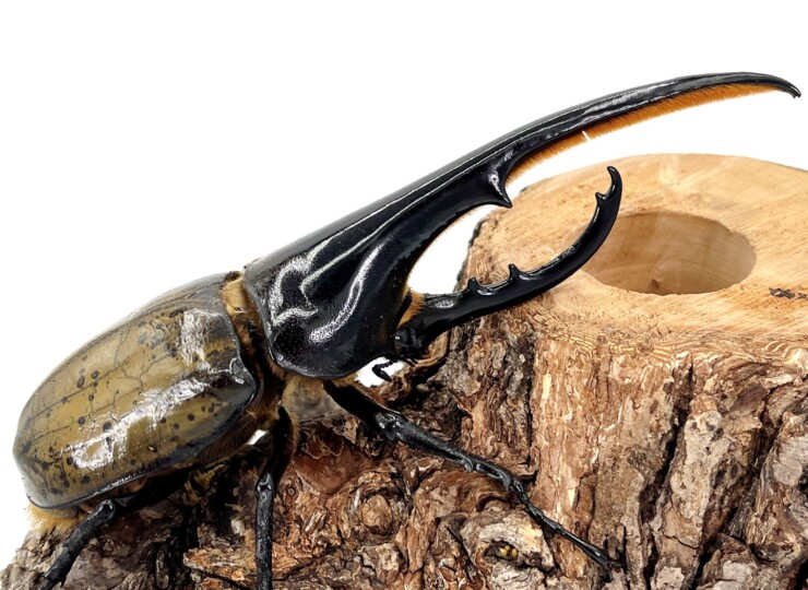 ヘラクレス・ヘラクレス成虫ペア/♀単(グアドループ産) | D.D.A ism