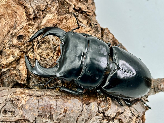 ブータン/アンタエウス(ダンブー)♂65～85mmUPペア ヒマラヤ系/世界