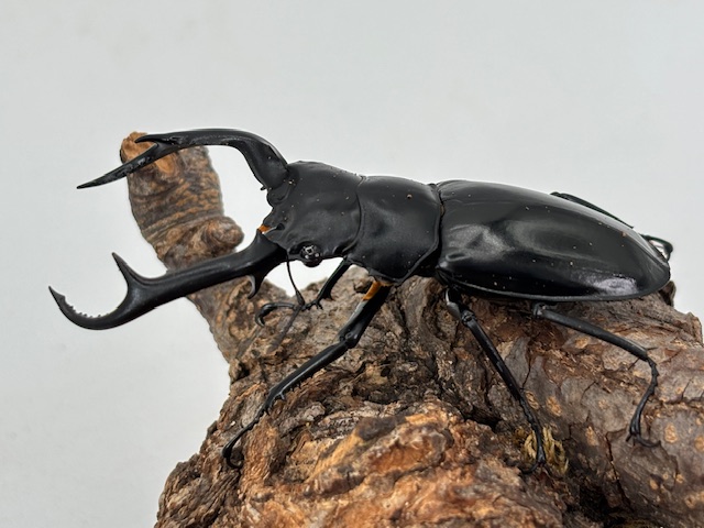 ミャンマー便! ウエストウッディオオシカ(カズミアエ)WD♂74mm♀38mm