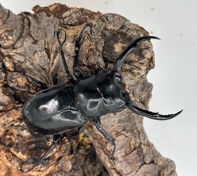 稀少/今季種親! ウエストウッディオオシカ♂58mm♀41mm クワガタ最高峰