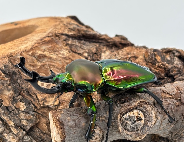 ギネス70.1ライン!ニジイロクワガタ 超特大♂67.0mm♀41.7mm 希少