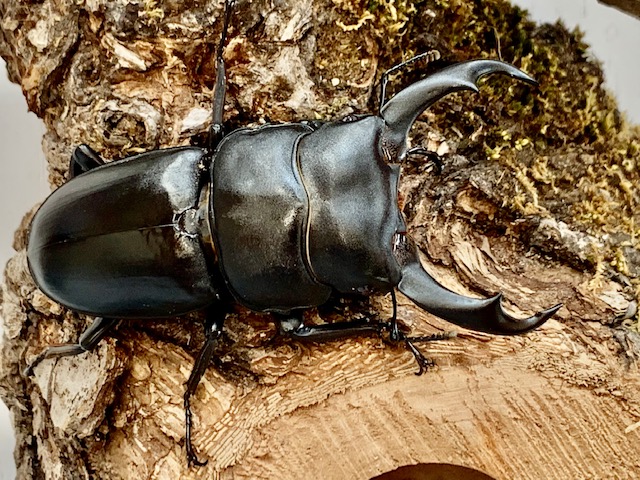 希少保護種!シェンクリングオオクワガタ♂60~80㎜upペア 台湾 F-ZERO