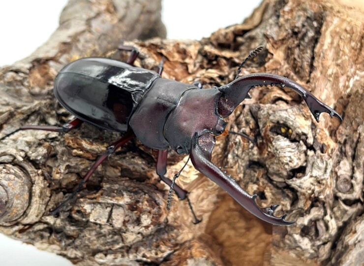 フォルムNO.1! フォルスターフタマタ 原名亜種 ♂55～80mmUPペア