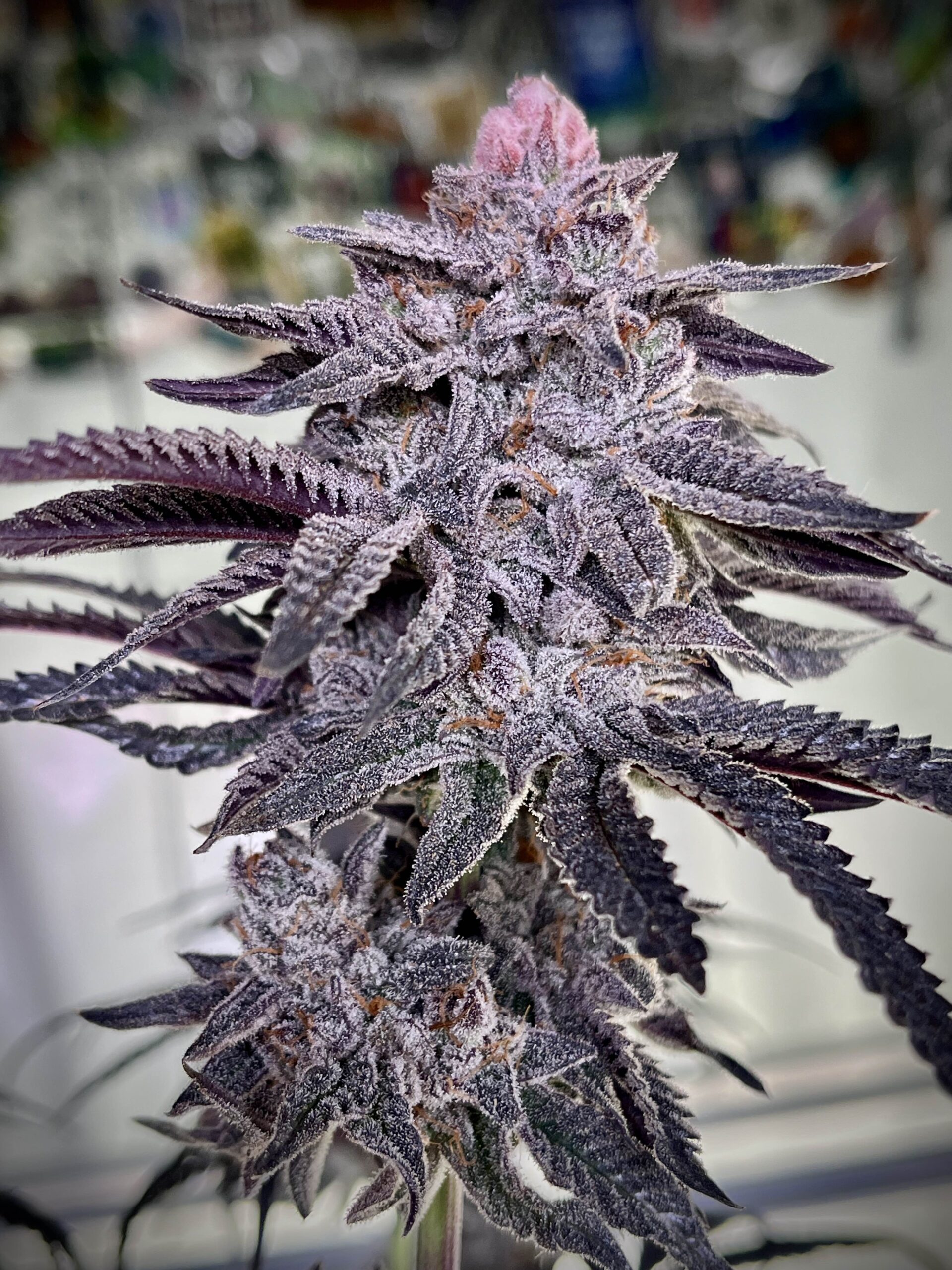 Zoda BX1 - London Zoda x Zoda | Cannabis Seeds for Sale