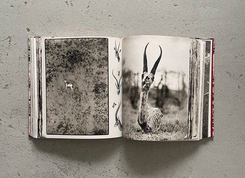 古書古本 dessin: Peter Beard: THE END OF THE GAME（ピーター