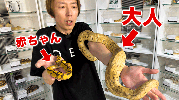 ヘビはこんなに大きくなります】ベビーからアダルトへの成長記録