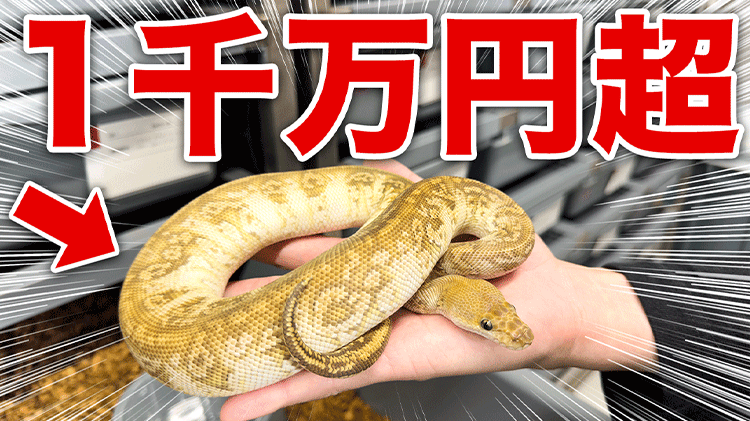 史上最高額】1000万円の貴重ヘビ！？ | ボールパイソン専門店 DEU Reptiles