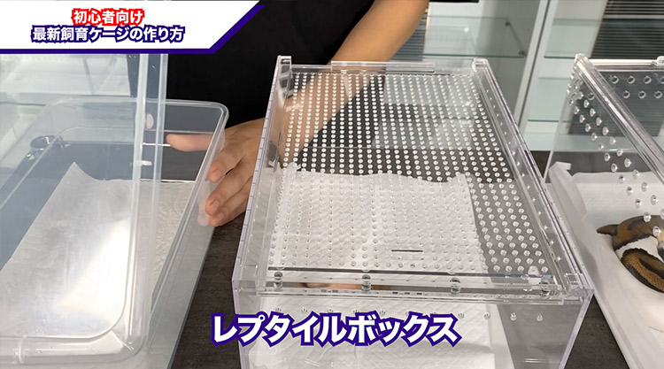 初心者向け！】これからヘビを飼いたい人へ飼育ケージの作り方｜ボール