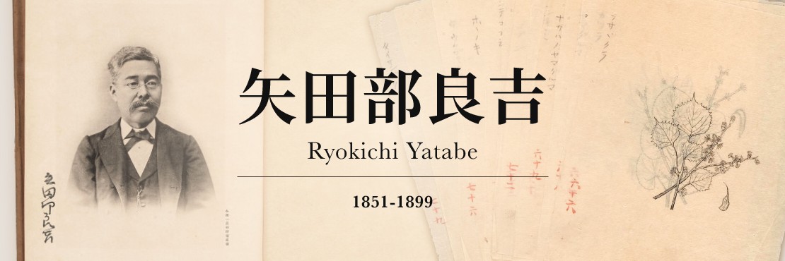 文明開化の科学者・矢田部良吉の生涯 | 矢田部良吉資料/Ryokichi