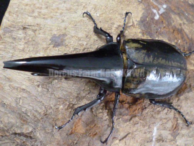 ☆極太極短☆超パチセラス☆ヘラクレスヘラクレス☆♂124mm♀68ペア